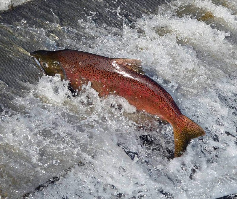 Чавыча Oncorhynchus tshawytscha