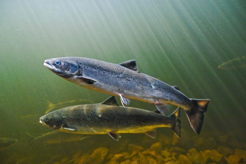 Атлантический лосось Salmo Salar