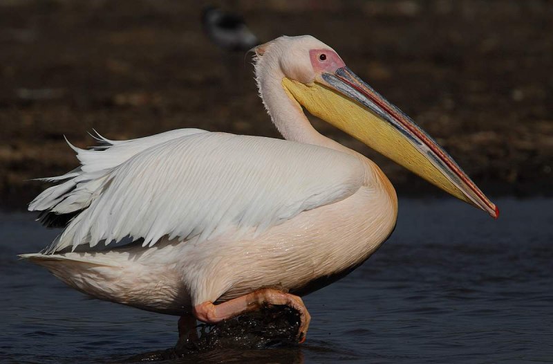 Pelecanus onocrotalus