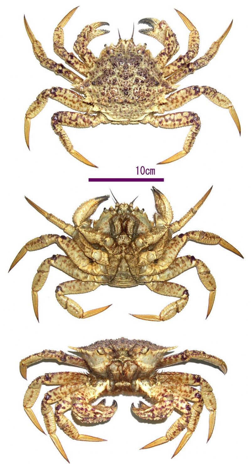 Telmessus cheiragonus