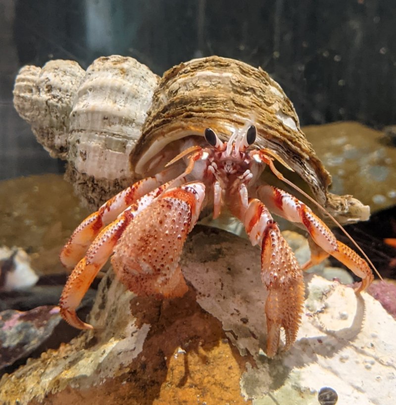 Crab Shell