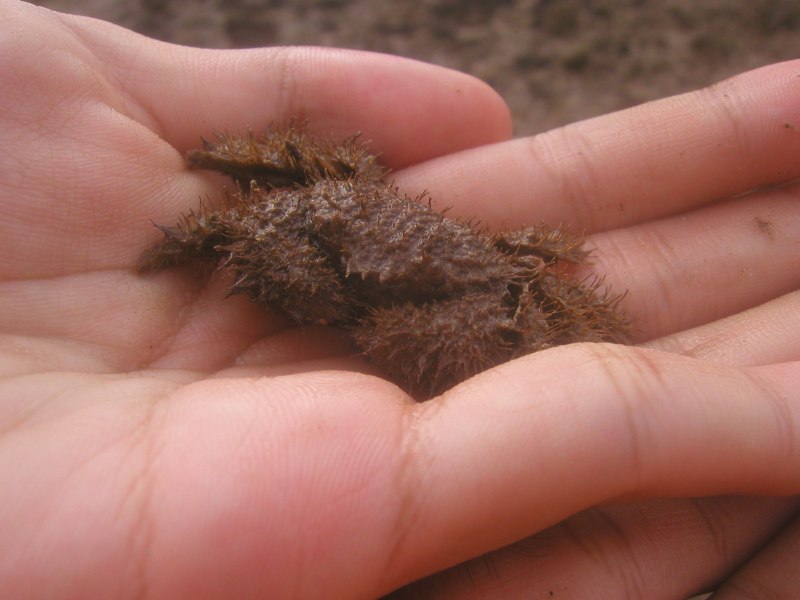 Telmessus cheiragonus