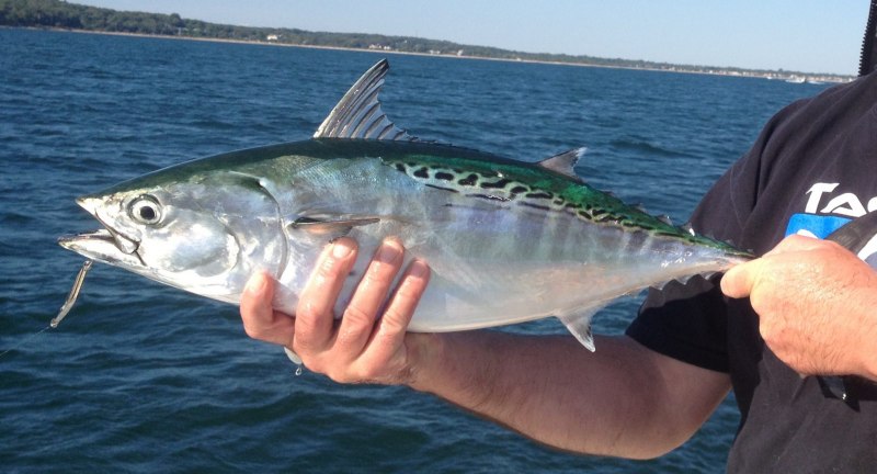 Atlantic bonito