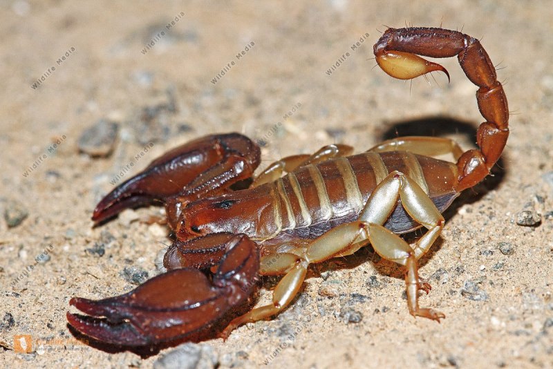 Tityus serrulatus