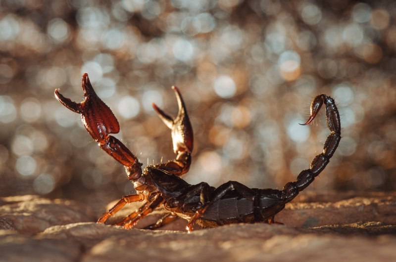 Скорпион Microbothus pusillus