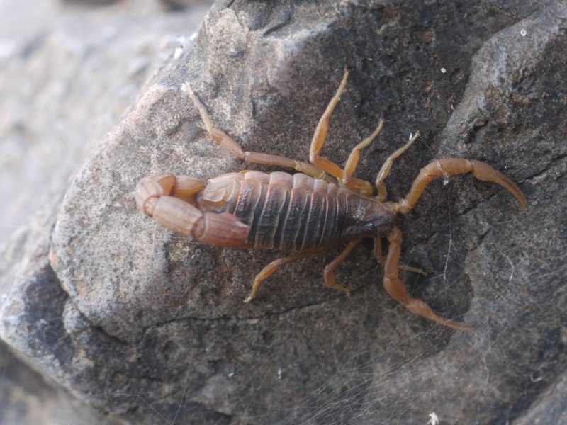 Pandinus Imperator