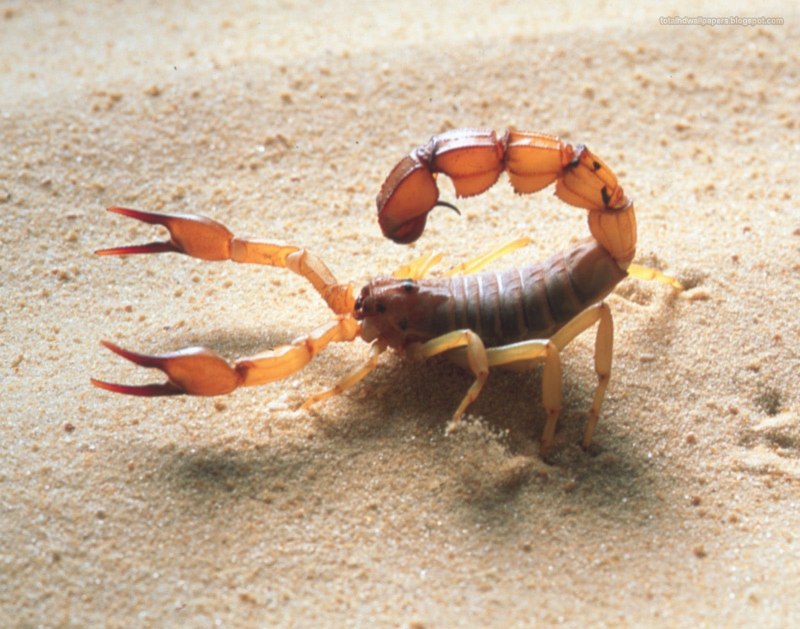 Самый красивый Скорпион