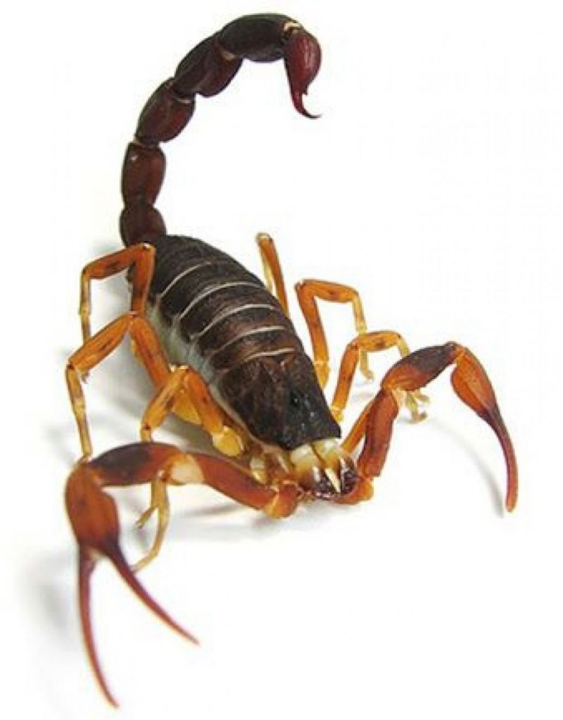 Opisthophtalmus glabrifrons