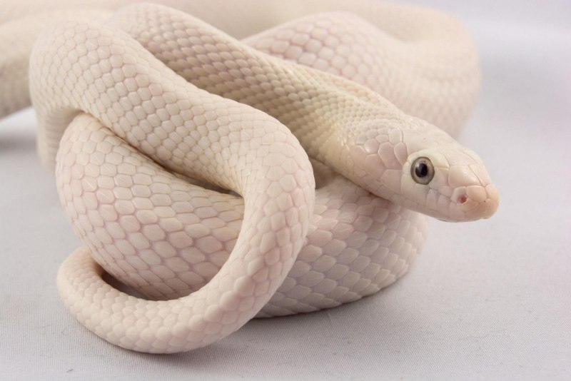 Королевский питон Albino