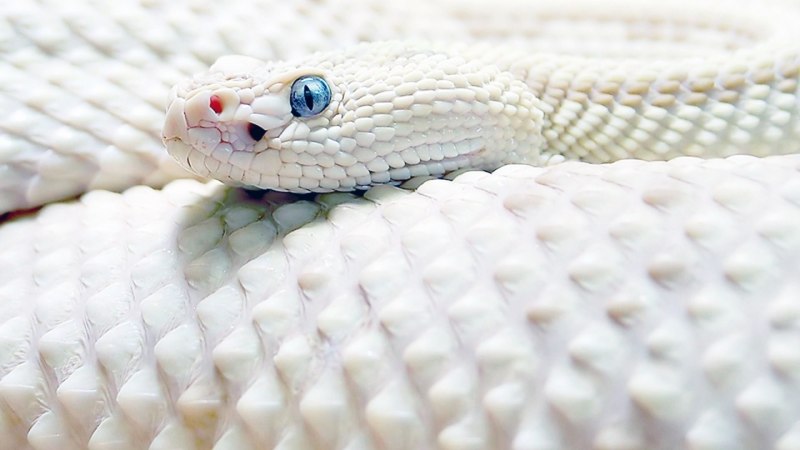 Королевский питон pied