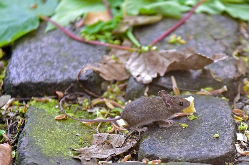 Лесная мышь (Apodemus sylvaticus)