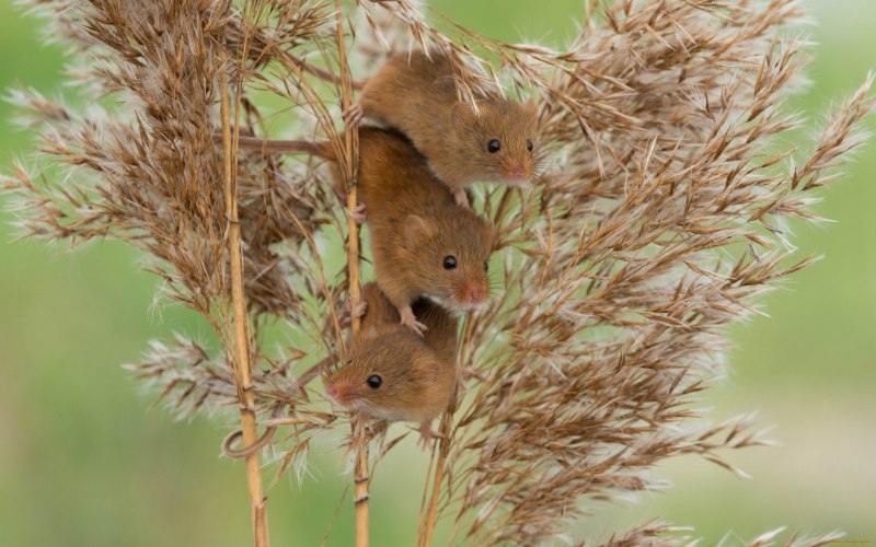 Камышовая мышь (67 фото)