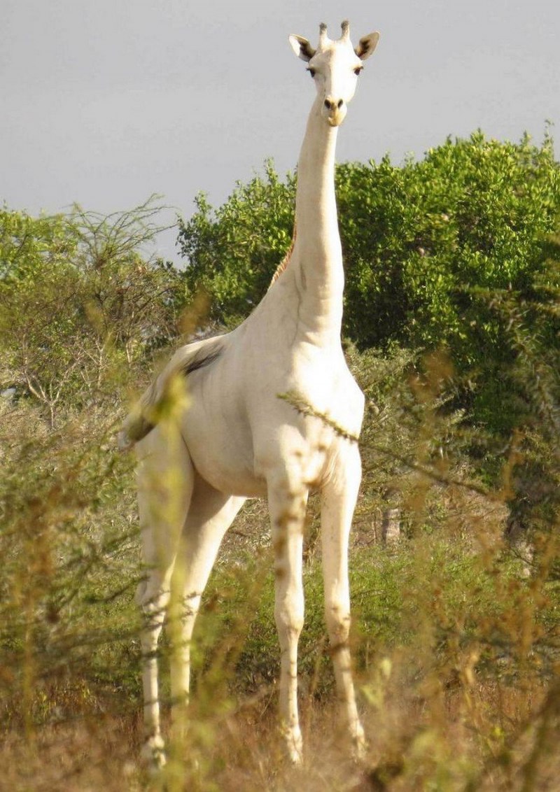 Лысый жираф (58 фото)