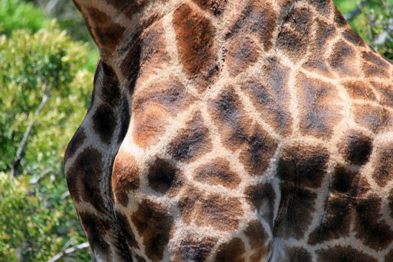 Nat geo Wild Жираф