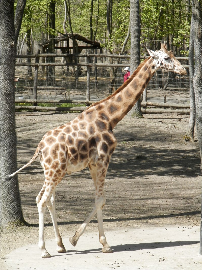 5 Giraffes