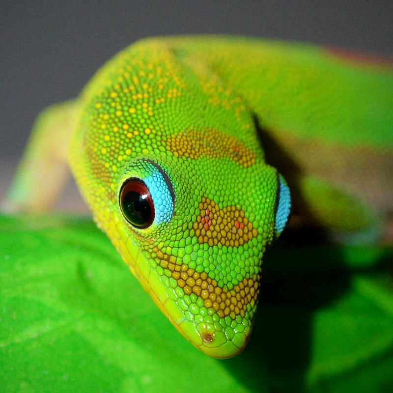 Широкохвостая фельзума (Phelsuma Laticauda)
