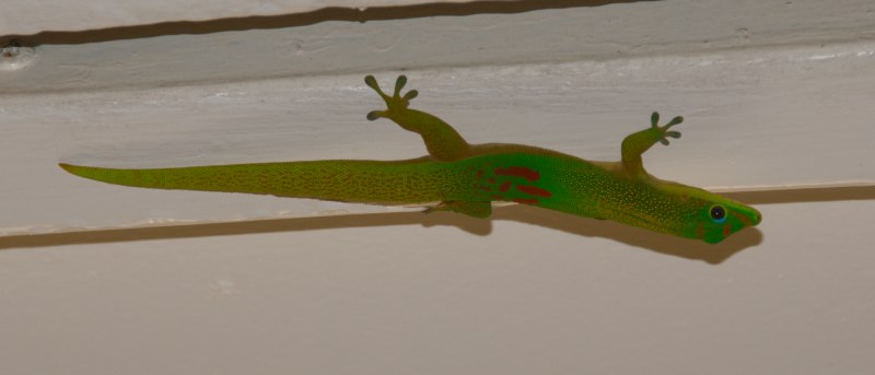 Phelsuma Laticauda