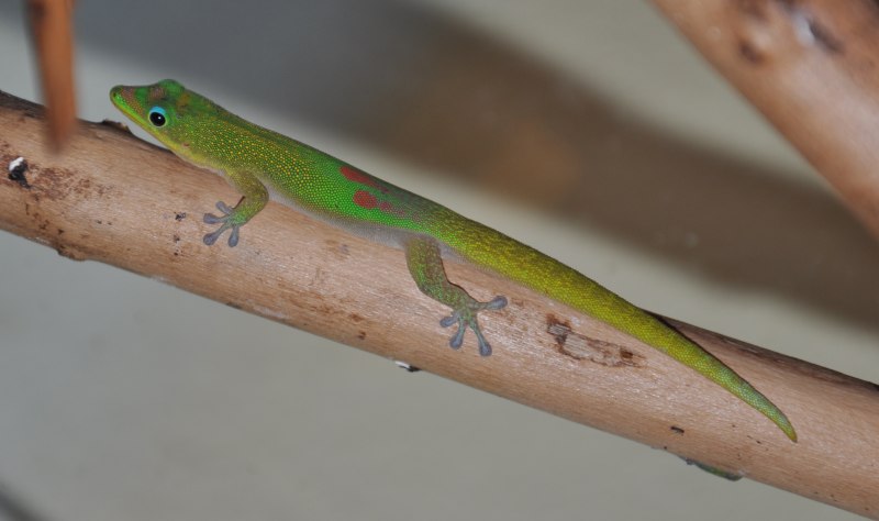 Широкохвостая фельзума (Phelsuma Laticauda)