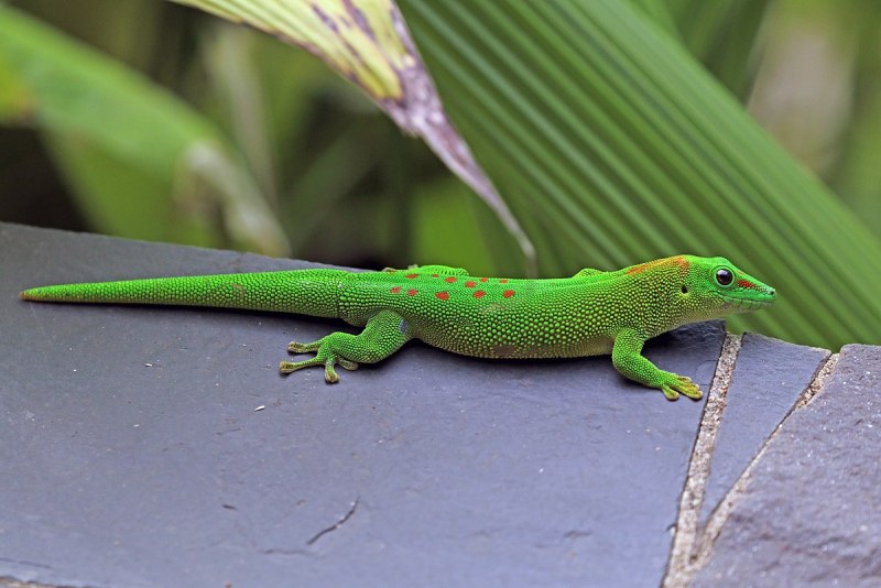 Phelsuma madagascariensis фельзума Мадагаскарская