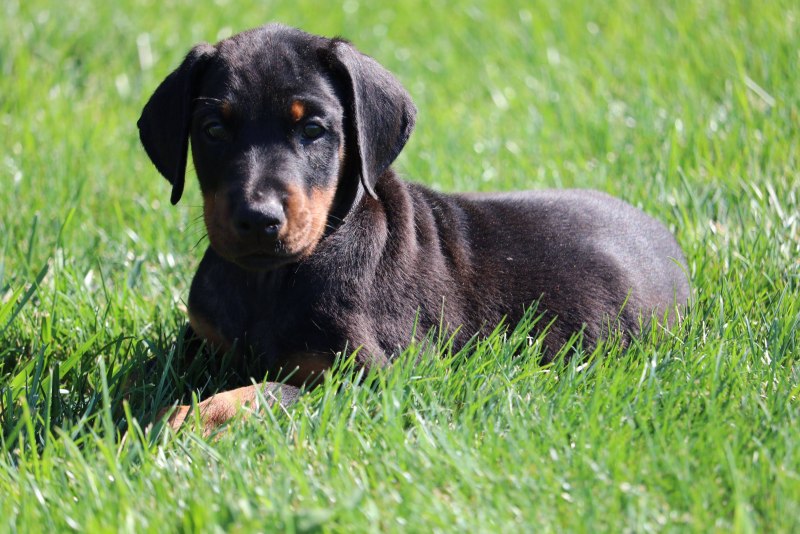 Баварская Горная гончая Bavarian Mountain Scent Hound