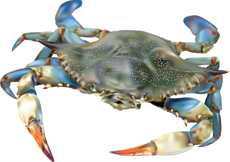 Pea Crab