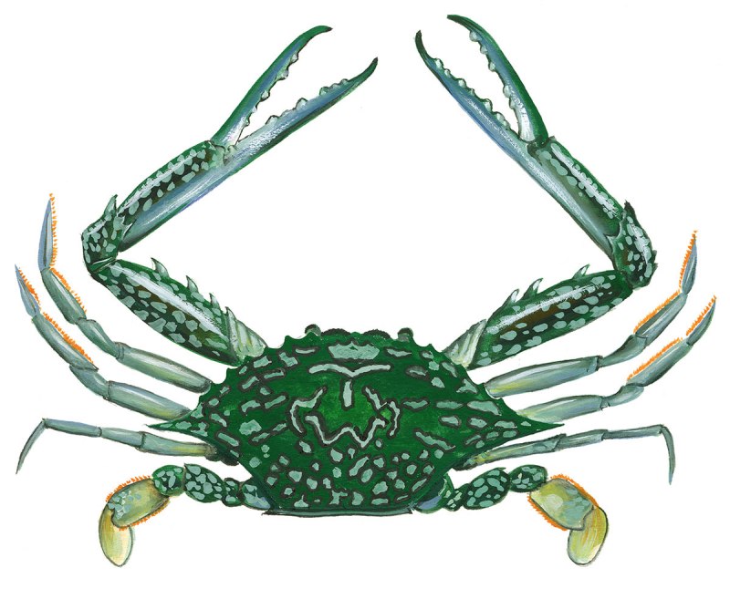 Yellow Moon Crab
