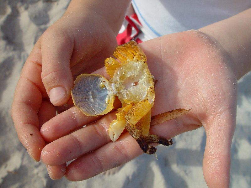 Sapphire Crab