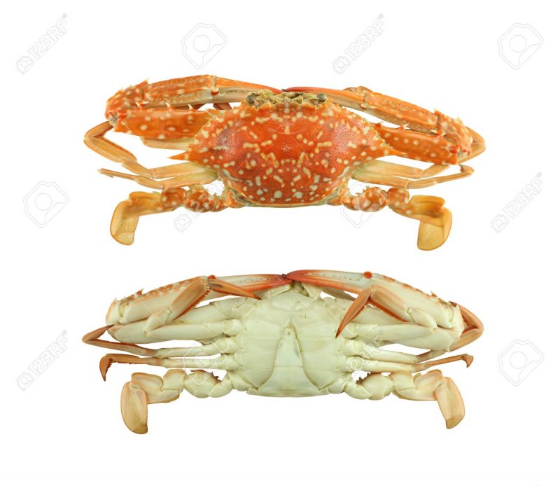 Callinectes sapidus
