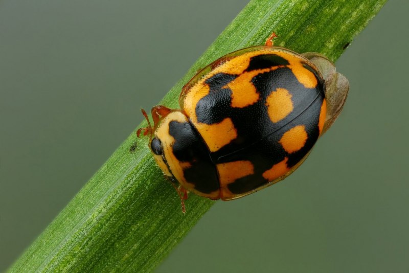 Коровка Марго