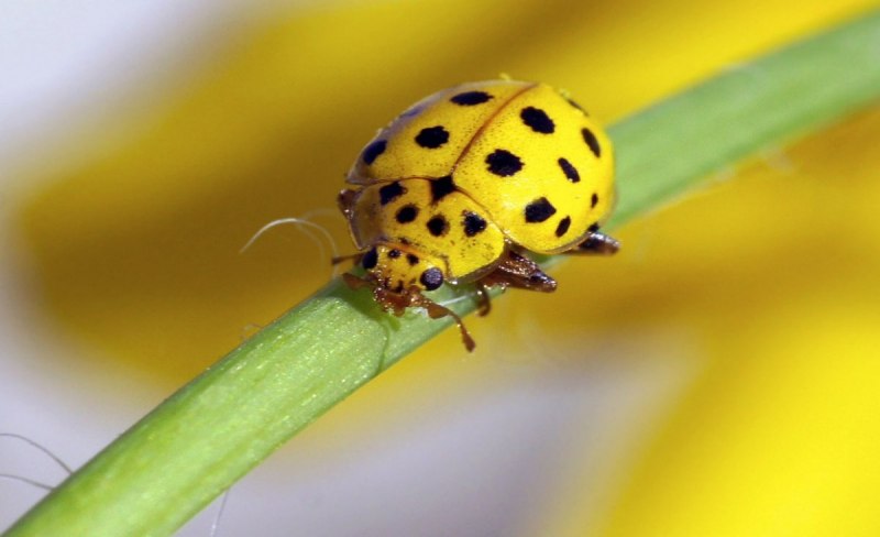 Жук усач Pachyta quadrimaculata (Linnaeus, 1758)