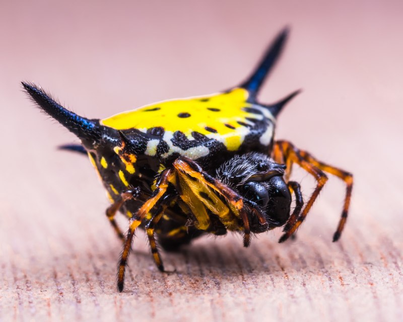 Азиатская Божья коровка (Harmonia axyridis)