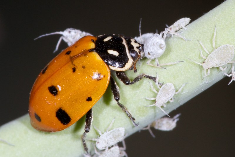 Погребальный могильщик (Nicrophorus vespillo)