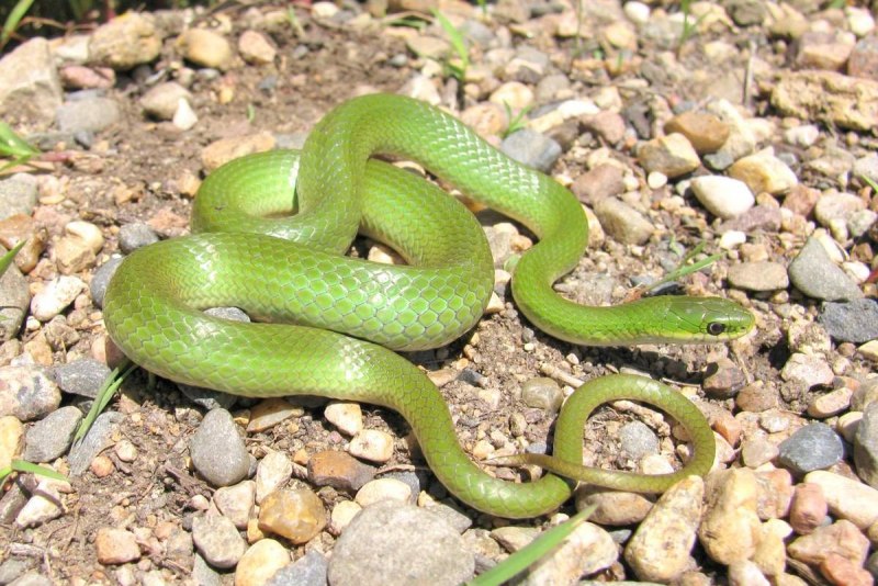 Opheodrys vernalis