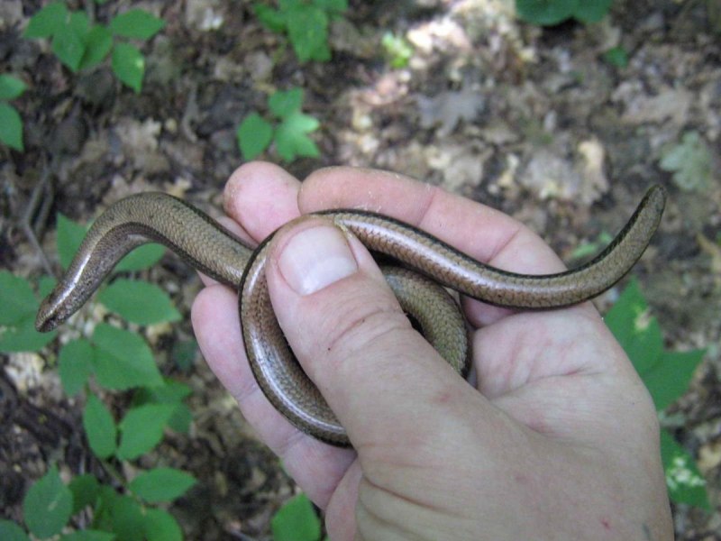 Opheodrys aestivus