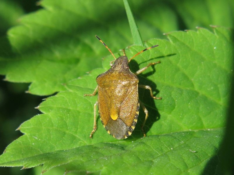 Halyomorpha halys