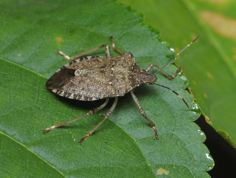 Коричнево-мраморный клоп (Halyomorpha halys)