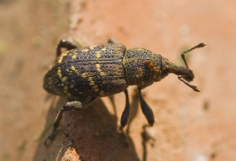 Pytho kolwensis