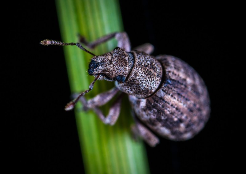 Polydrusus formosus