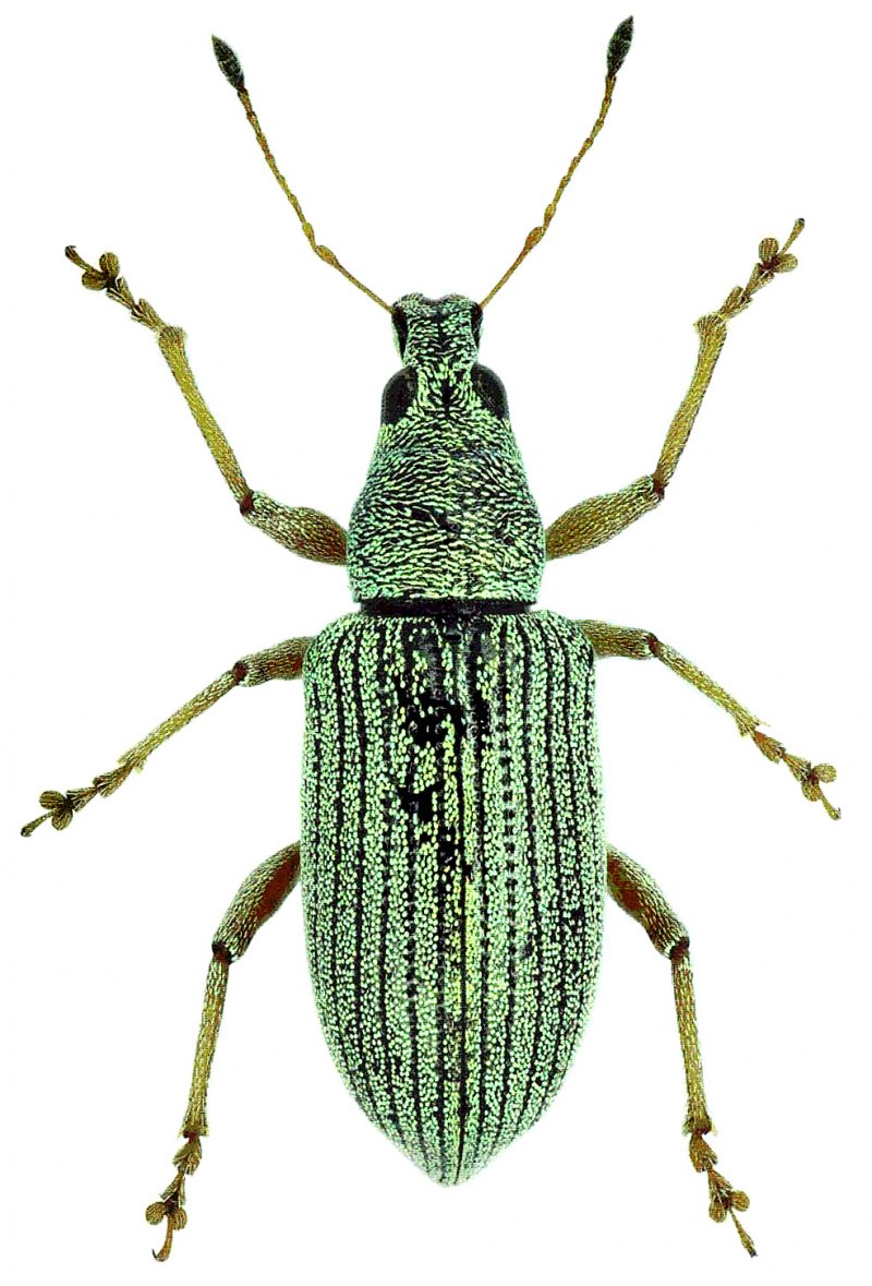 Habitus Aegroti