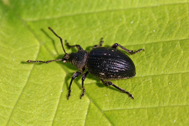 Stereocorynes truncorum