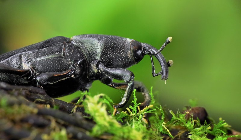 Weevil Eye