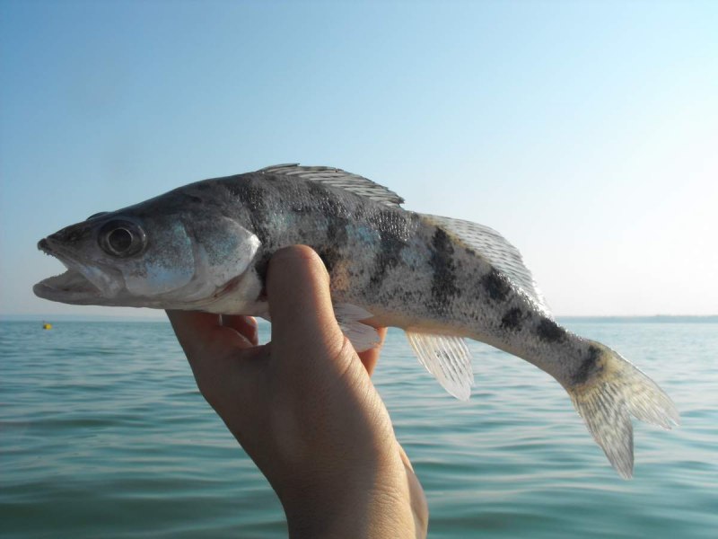 Чехонь Pelecus cultratus