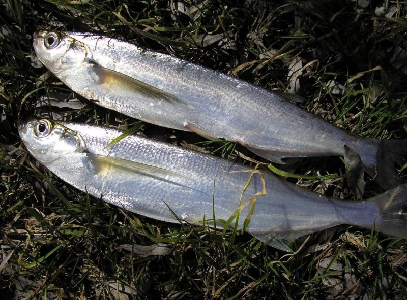 Карп обыкновенный – Cyprinus Carpio