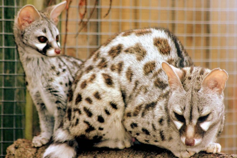 Генетта кошка