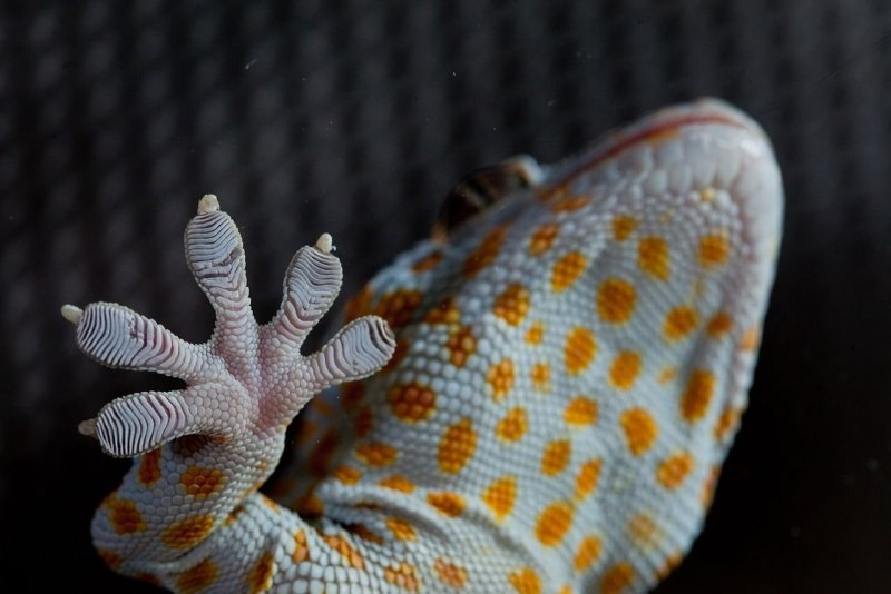 Геккон Королевский (Gekko monarchus)