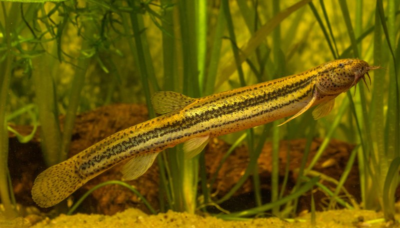 Акантофтальмус Кюля (Acanthophthalmus Kuhli)