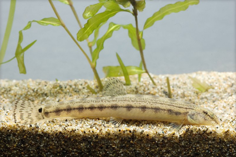 Botia histrionica