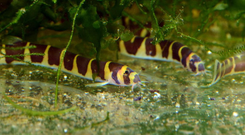 Боция Бердмора (Syncrossus berdmorei)