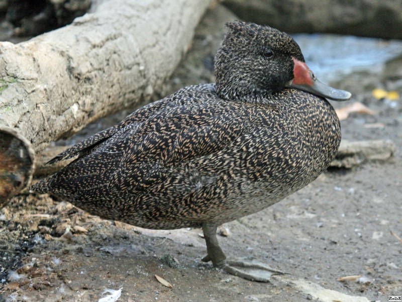 Stictonetta naevosa