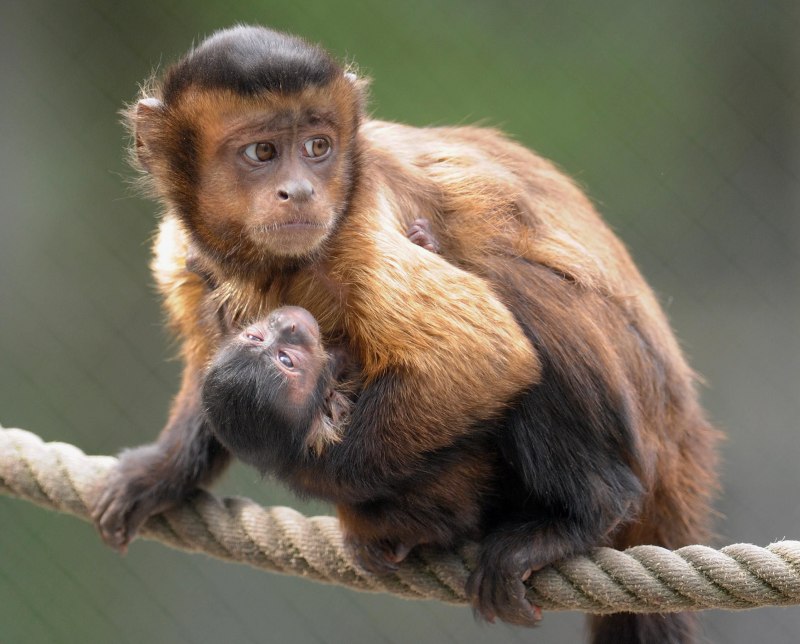 Как выглядит обезьяна капуцин (62 фото)